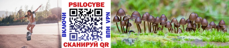 как найти наркотики  Бирюч  Галлюциногенные грибы Psilocybine cubensis 